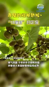 赤壁的猕猴桃熟了