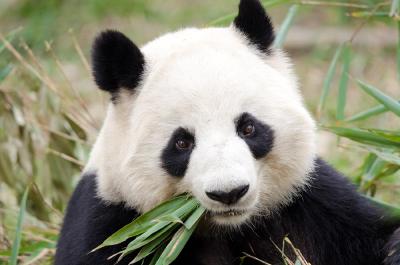 大熊猫受威胁程度“降级” 并非受保护等级下降