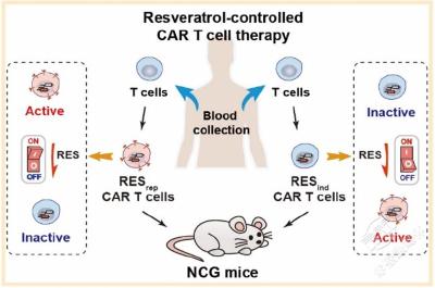 “喝绿茶治糖尿病”有了续集：“喝红酒”治癌症？