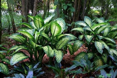 植物也有防御体系？不仅有“武器”还会“求救”