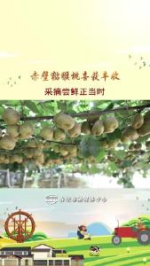 赤壁猕猴桃喜获丰收 采摘尝鲜正当时