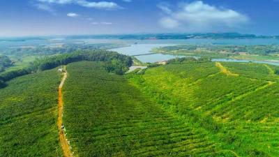 赤壁猕猴桃企业获批6项植物新品种权 该类别湖北仅1家企业
