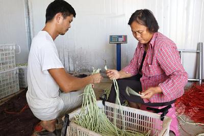 赤壁太平口村：豆角种植日入近3000元