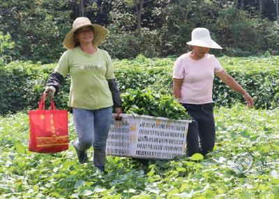 中伙铺镇高桥村：种植苕叶尖 每亩年收入2万元