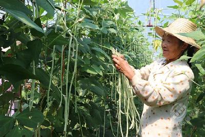 赤壁太平口村：豆角种植日入近3000元