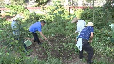 市城管执法局：清理抢栽抢种 维护城市一片绿