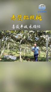 赤壁猕猴桃喜获丰收采摘忙