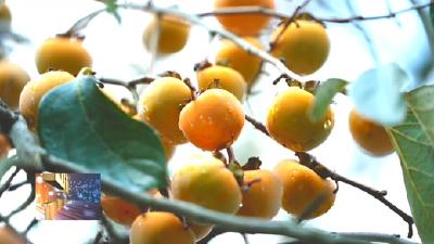 罗田县錾字石甜柿上市