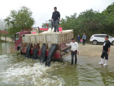大冶市开展增殖放流活动 84.8万尾鱼苗迁“新居”