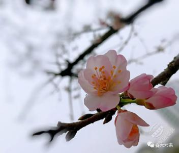 美文 | 桃花劫