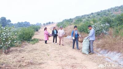 【乡村振兴进行时】油茶飘香迎丰收 村民增收乐开颜