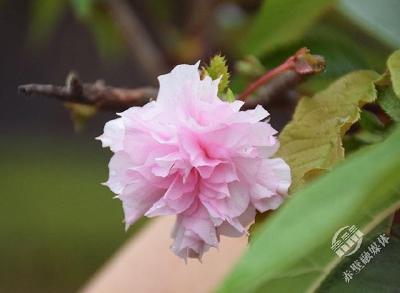 秋日赤壁的樱花“报早春”了！