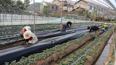 【小康圆梦】小草莓铺就致富路