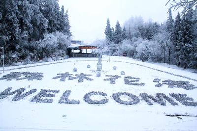 组图｜雪后的森林花海，美得恍若隔世！