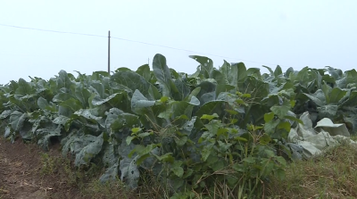 种植有机蔬菜 带动村民增收致富