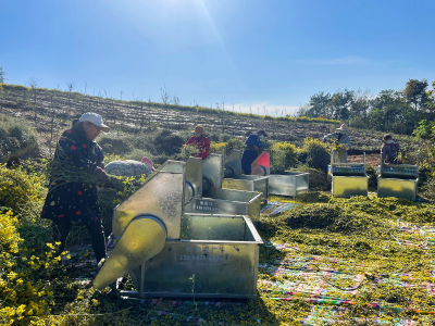 南漳：野菊花开 助农增收