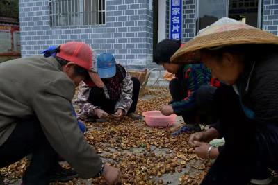 来凤：茶油果“坐上”单轨运输车 省事省力又省心