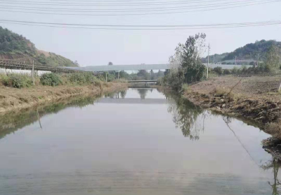 武穴：田家镇马口港又见鱼儿跃出水面
