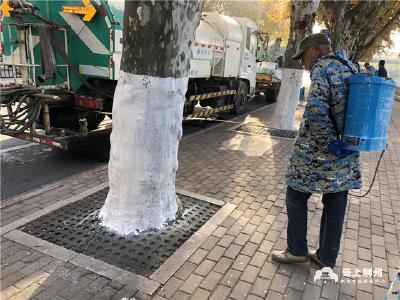 寒冬将至 荆州中心城区树木添新衣