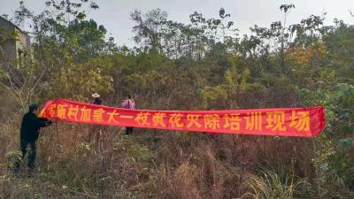 阳新灭除“加拿大一枝黄花”万余株