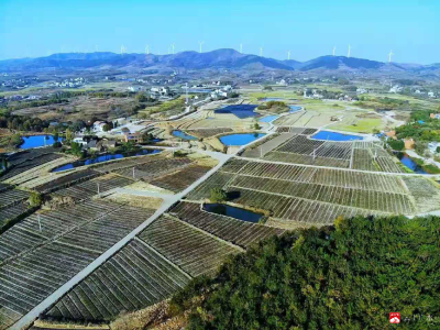 广水：小小苗木“撞”出大市场 ——走进铁城村苗木基地