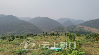 馋了！灯塔村的荆泉柑熟了！