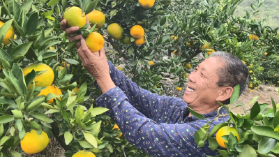 酸的正宗，甜的够味！寺坪镇简家坪村喊你品尝蜜橘……