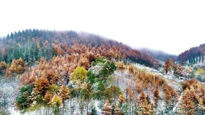 组图 | 建始：初雪落山间 彩林披雪衣