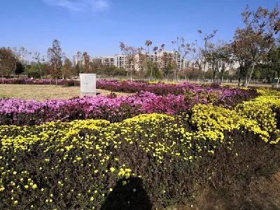 金秋季节，荆门城区公园广场菊花进入最佳赏花期