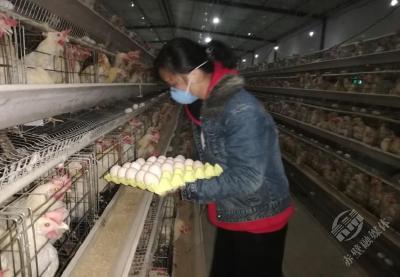 退役女兵有情更有爱——记赤壁市雨雨露生态养殖基地法人、退役军人孙露  