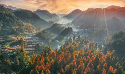 组图 | 水杉之乡赏秋色