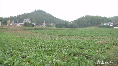 咸丰：实施烟菜轮作 促进烟农增收