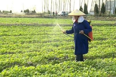 赤壁：强化冬季田间管理 确保34万亩油菜丰收