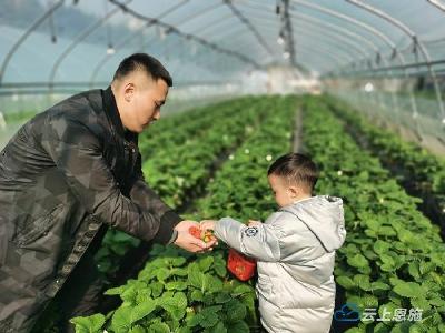 恩施宣恩：草莓熟了 游客乐了