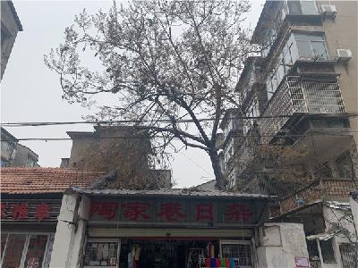 “病”树倾斜有危险！荆州多部门连夜排险情
