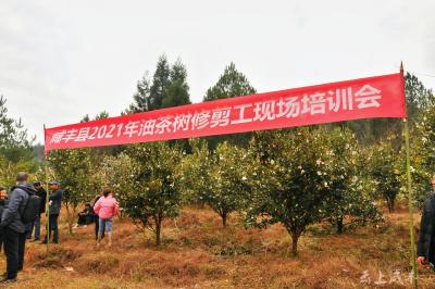 【学党史·办实事】咸丰开展油茶种植技术培训