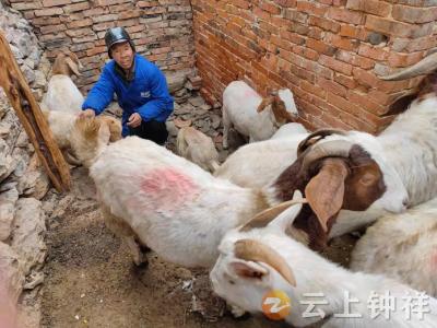 增收路上喜“羊羊”，钟祥市张集镇宗湾村“格格”助力脱贫户养羊致富