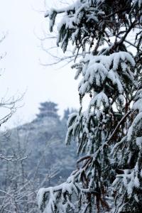 咸丰：雪落成冬 美景如画