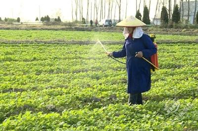 赤壁：强化冬季田间管理 确保34万亩油菜丰收