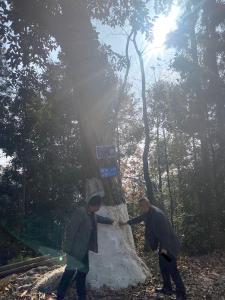 来凤县林业局完成2021年冬季古树名木病虫害防治验收工作