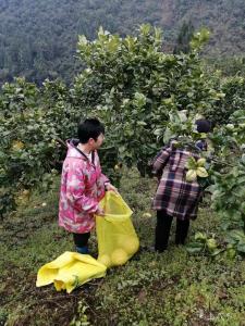咸丰：一年一季采摘忙 朝阳水乡“柚”丰收