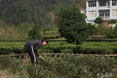 咸丰：冬季茶园管护忙