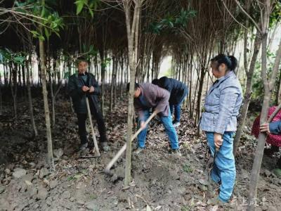 赞！咸丰水坝这位村民捐献300余株树苗为乡村增绿