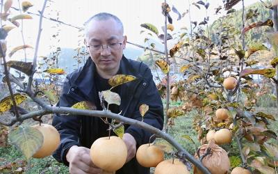 巴东 | 西溪坝：金果梨变身致富果