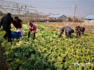 涓滴成海 荆州爱心蔬菜将驰援西安