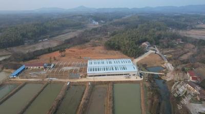新春走基层 | 300万条锦鲤从新店游向世界
