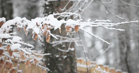 示意图都变黑了！湖北多地将临暴雪