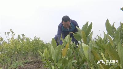 荆州：松滋出了位种植能手，把果树苗圃变成致富“钱袋子”