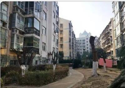 小区物业擅自给树木“抹头摘帽”，城管执法人员紧急开展护绿行动