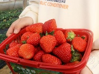 组图 | 赤壁草莓采摘正当时！